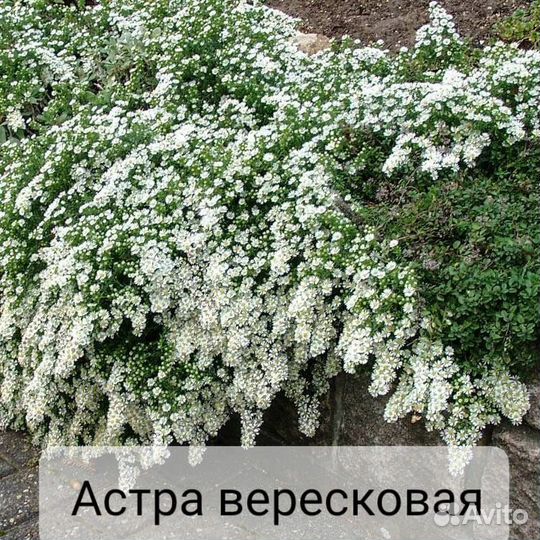 Многолетние цветы зкс (почта, сдек)