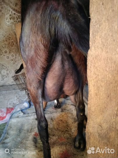 Козы дойные, козлята