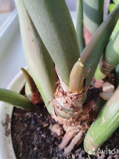 Замиокулькас с горшком