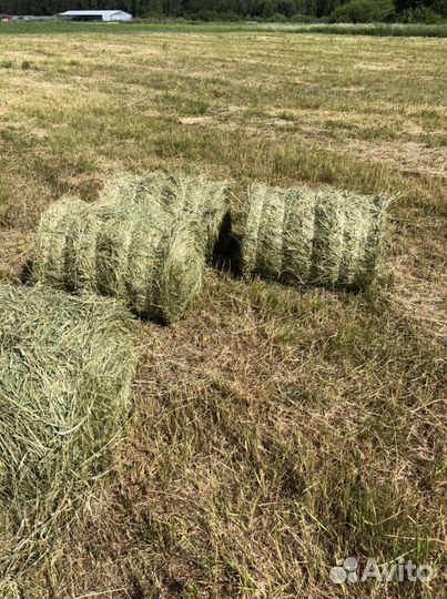 Сено посевных трав