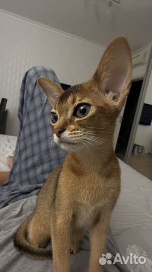 Абиссинский котёнок