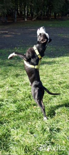 Питбультерьер