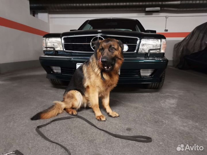 Vipдрессировка и vipпередержка собак