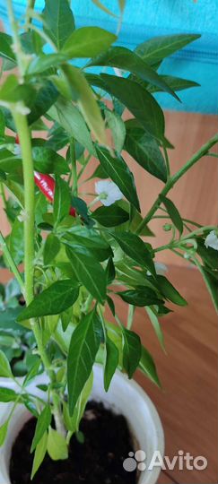 Перец горький