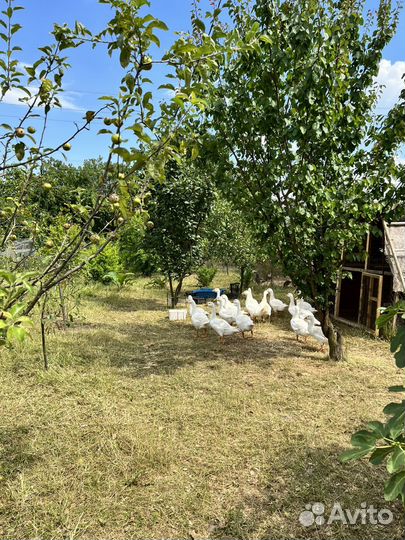 Продам гусей