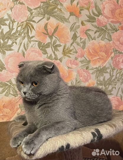 Кошка ищет добрые ручки