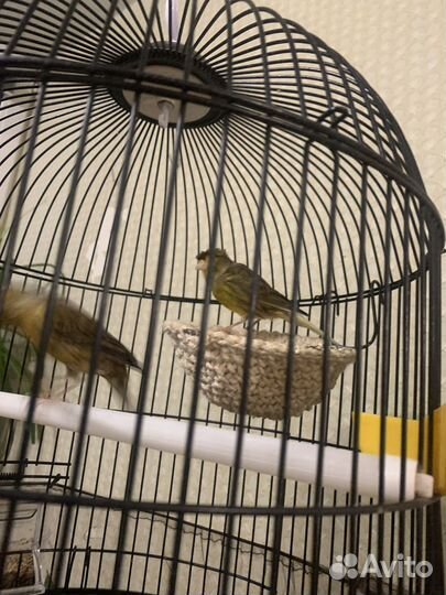 Продам кенора