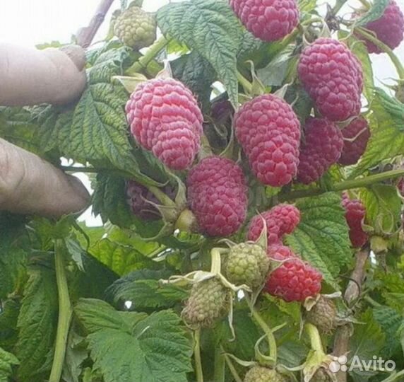 Кусты Малины ремонтантной