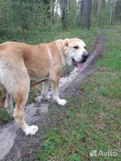 Среднеазиатская овчарка алабай щенки