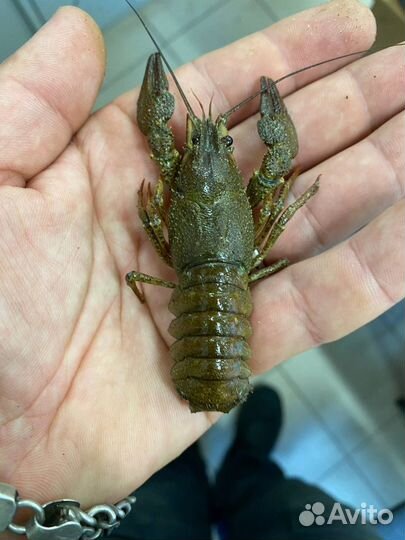 Живые Раки семечки и от 30 до 50гр