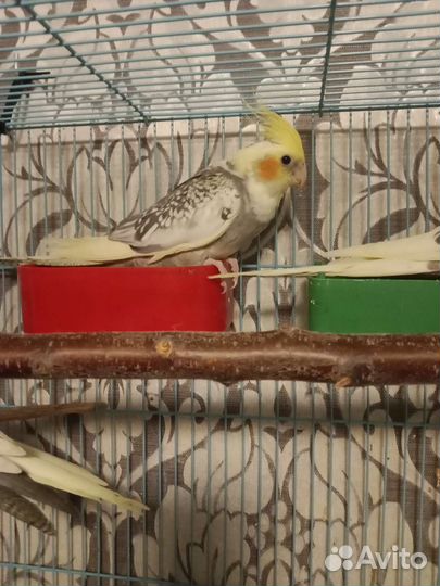 Птенцы корелла