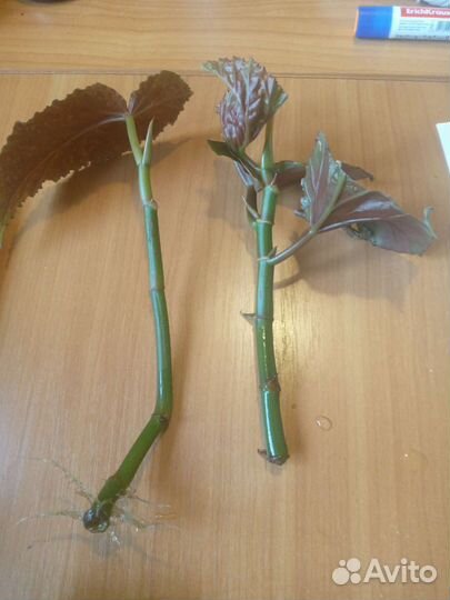 Бегония королевская