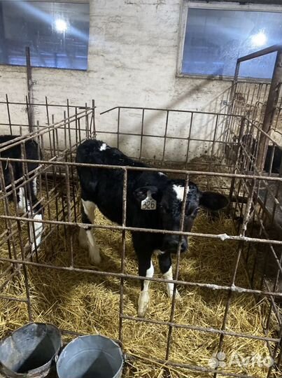 Бычки и телята