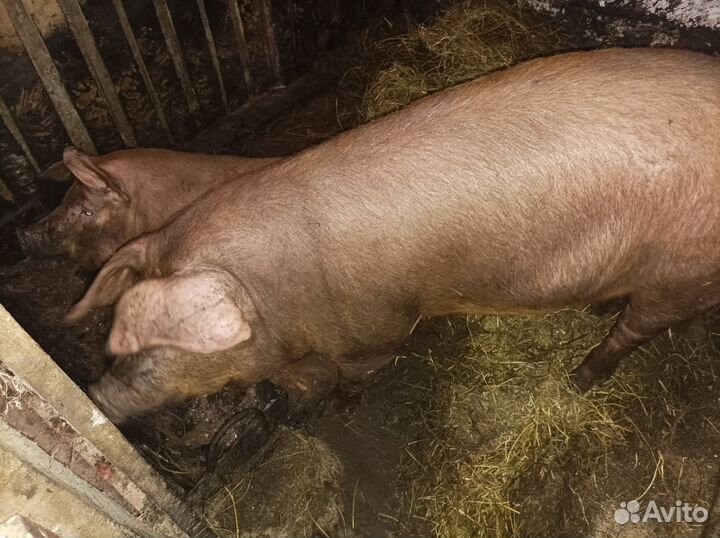 Хрюшки и кролики