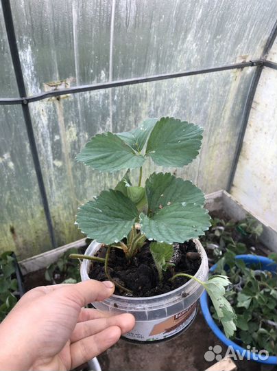 Усы виктории, рассада клубники сорт лорд талисм