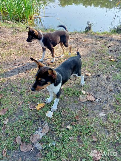 Собака в добрые руки отдам бесплатно