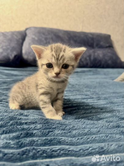 Шотландская