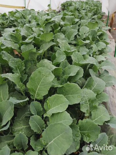 Рассада овощей