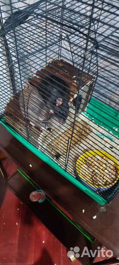 Декоративная крыса дамбо