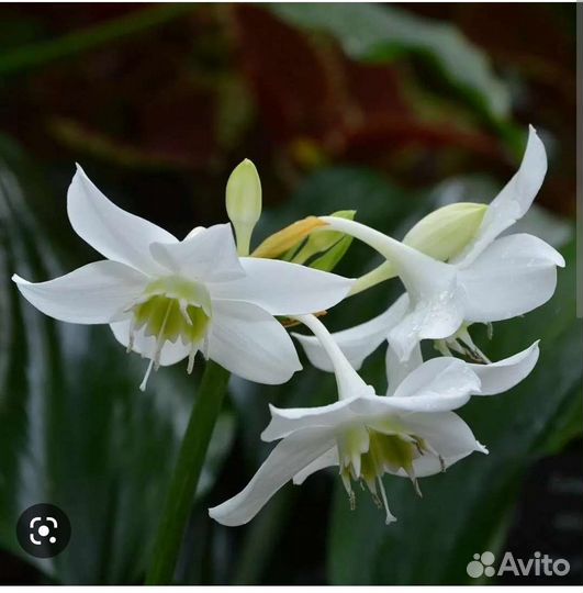 Эухарис амазонская лилия