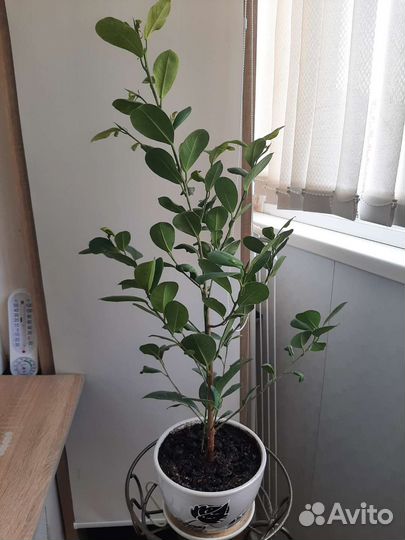 Фикус мокламе