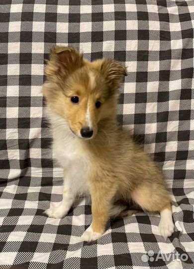 Щенки Шелти