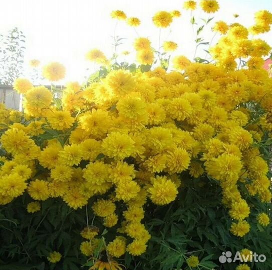 Многолетники садовые цветы