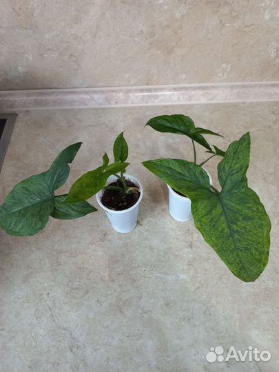 Филодендроны, сингониум