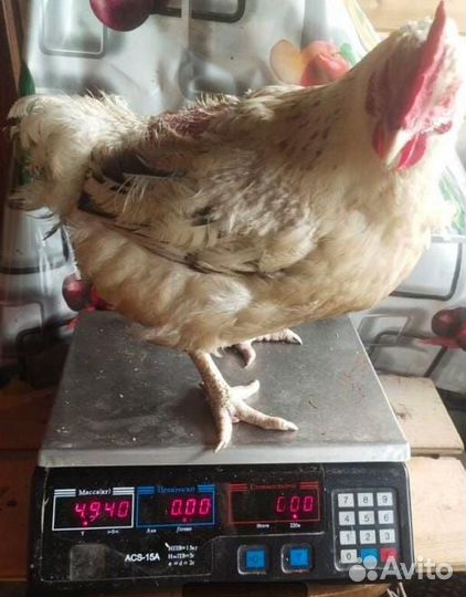 Инкубационные яйца, молодняк птицы