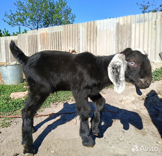 Козлик шами, козочка нубийская