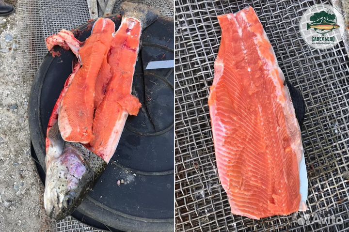 Свежая красная рыба, Форель живая / Оптом