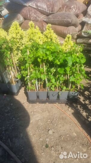 Гортензия черешковая