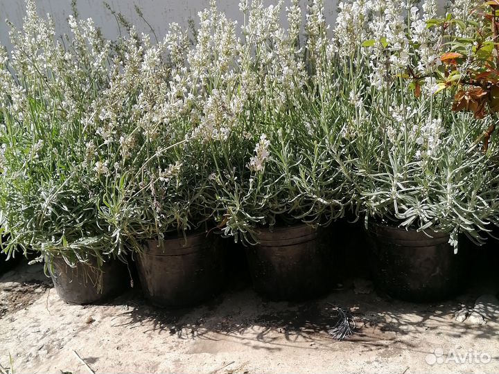 Саженцы Лаванда белая в горшке 3л доставка