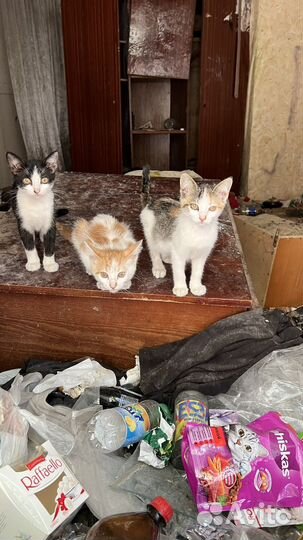 Котята в добрые руки