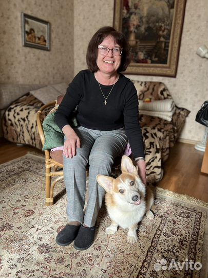 Вельш-корги пемброк вязка