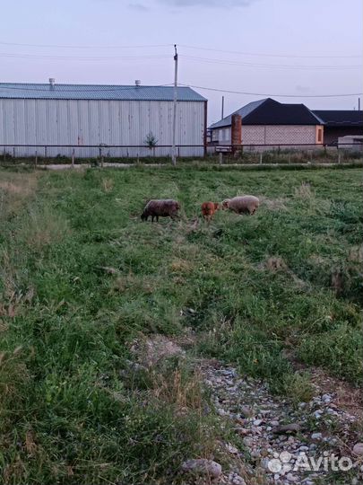 Овцы бараны