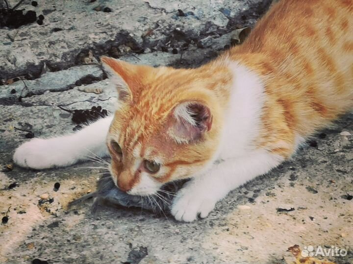 Котик котёнок в дар охотник мышелов