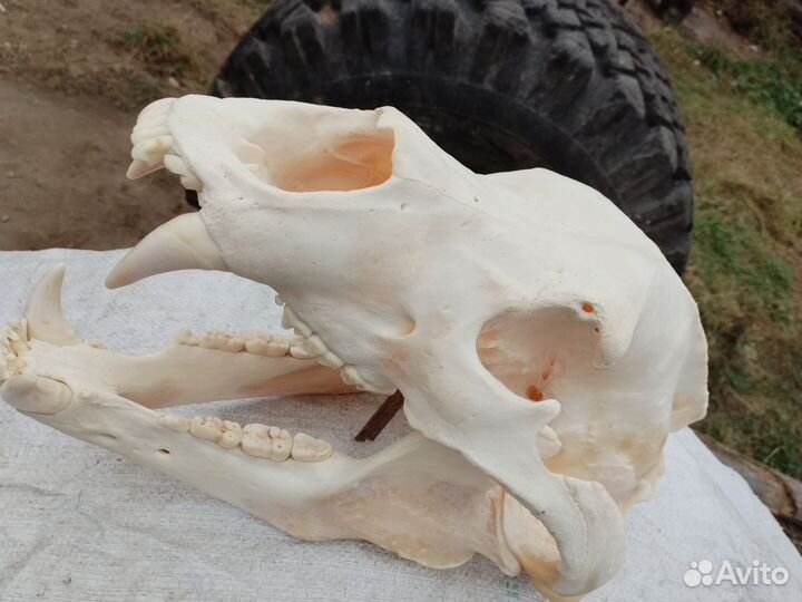 Череп медведя имитация