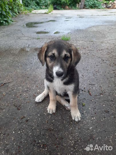 Щенок в добрые руки, девочка