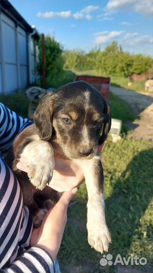 Щенки от спаниель