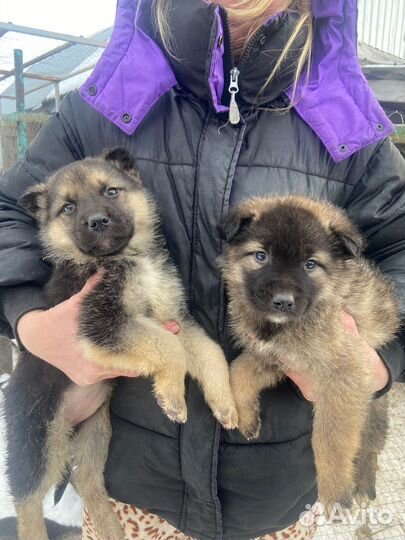Собаки щенки немецкая овчарка