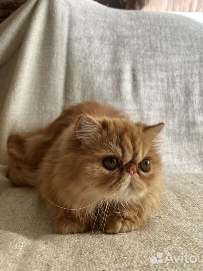 Персидские котята