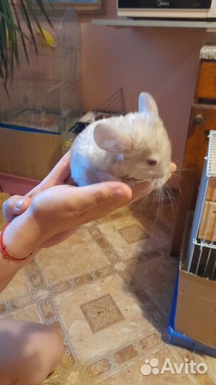 Шиншиллята