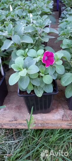 Вегетативная петуния рассада