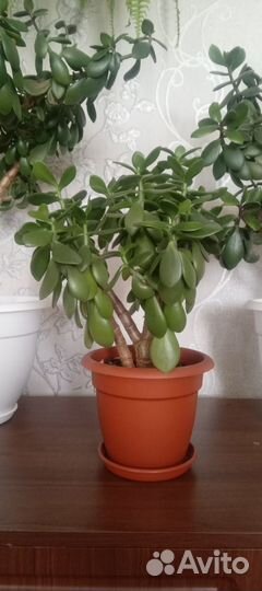 Крассула - толстянка - денежное дерево