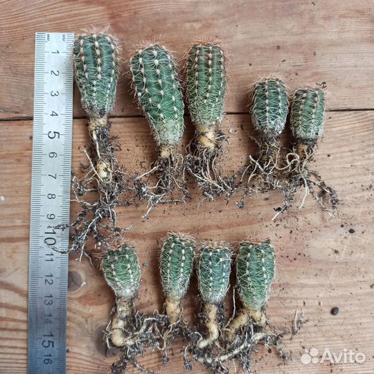 Кактусы коллекционные,микс