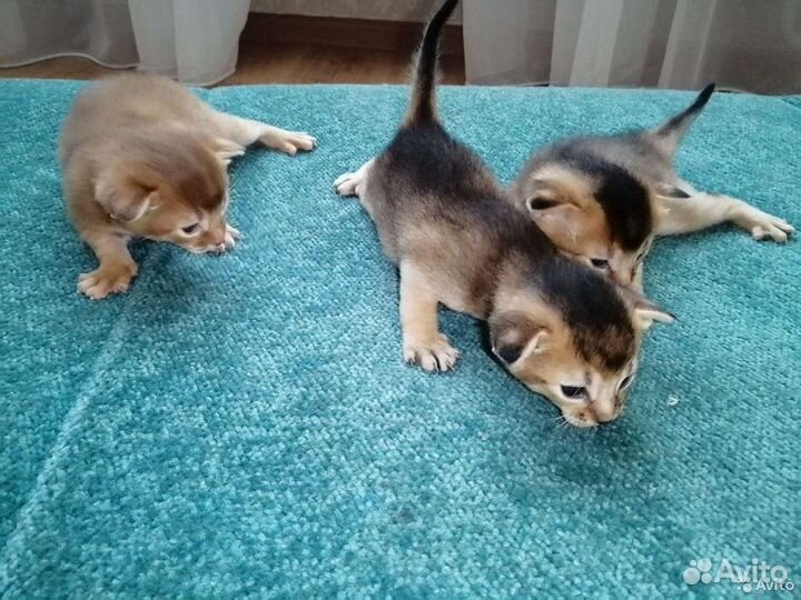 Абиссинские котята