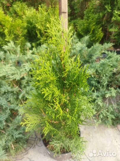 Туя западная смарагд- саженцы зкс