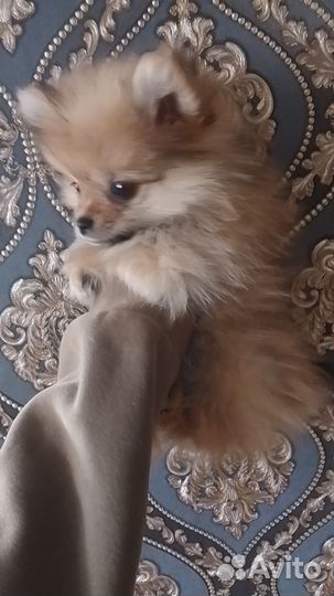 Померанский шпиц мини щенок