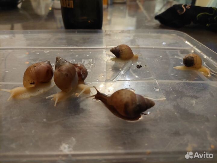 Африканские улитки